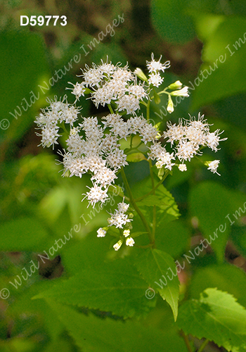 Ageratina altissima (White Snakeroot, Eupatorium rugosum)